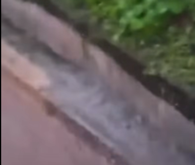 Sus dos primos rio abajo.