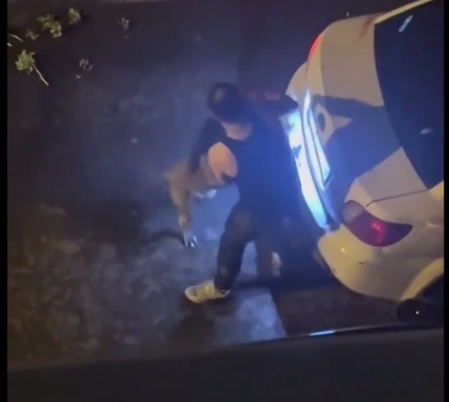 Un pitbull a su propio dueño.