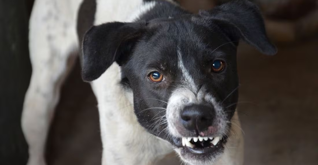 Atacada por defender su cachorro.