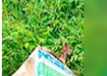 Cuatros personas sin vida